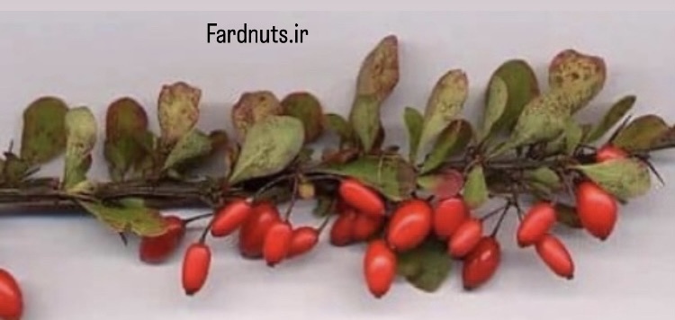  زرشک زیر تالاری چنارانی بسته 10 کیلویی 