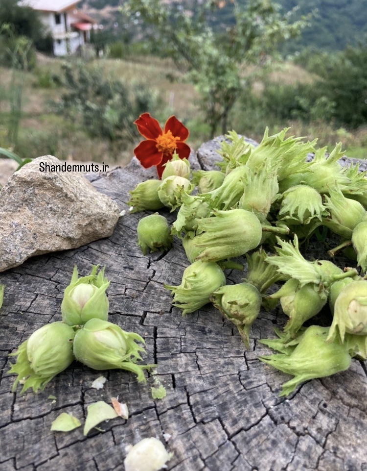 فندق با پوست ترش مرغوب اشکورات